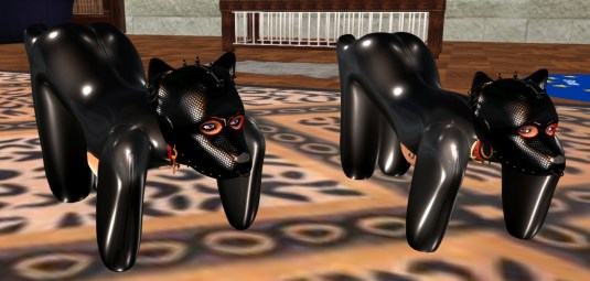 December 27th: Puppies Diomiat (left) and Jenny (right)