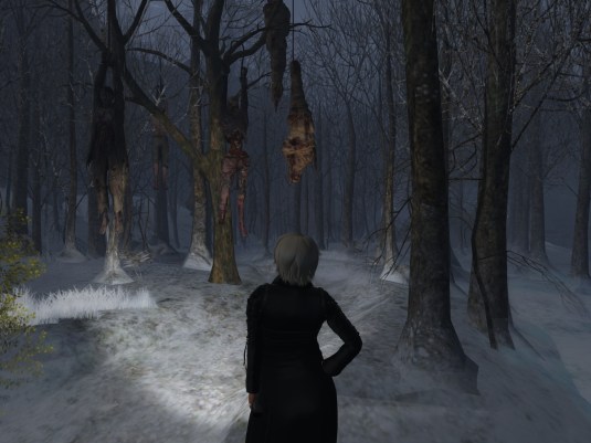 November 12th: In the forrest of Woodbury Falls